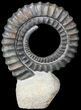 Devonian Ammonite (Anetoceras) - Morocco #63080-1
